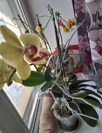 Орхидея цветок,продам