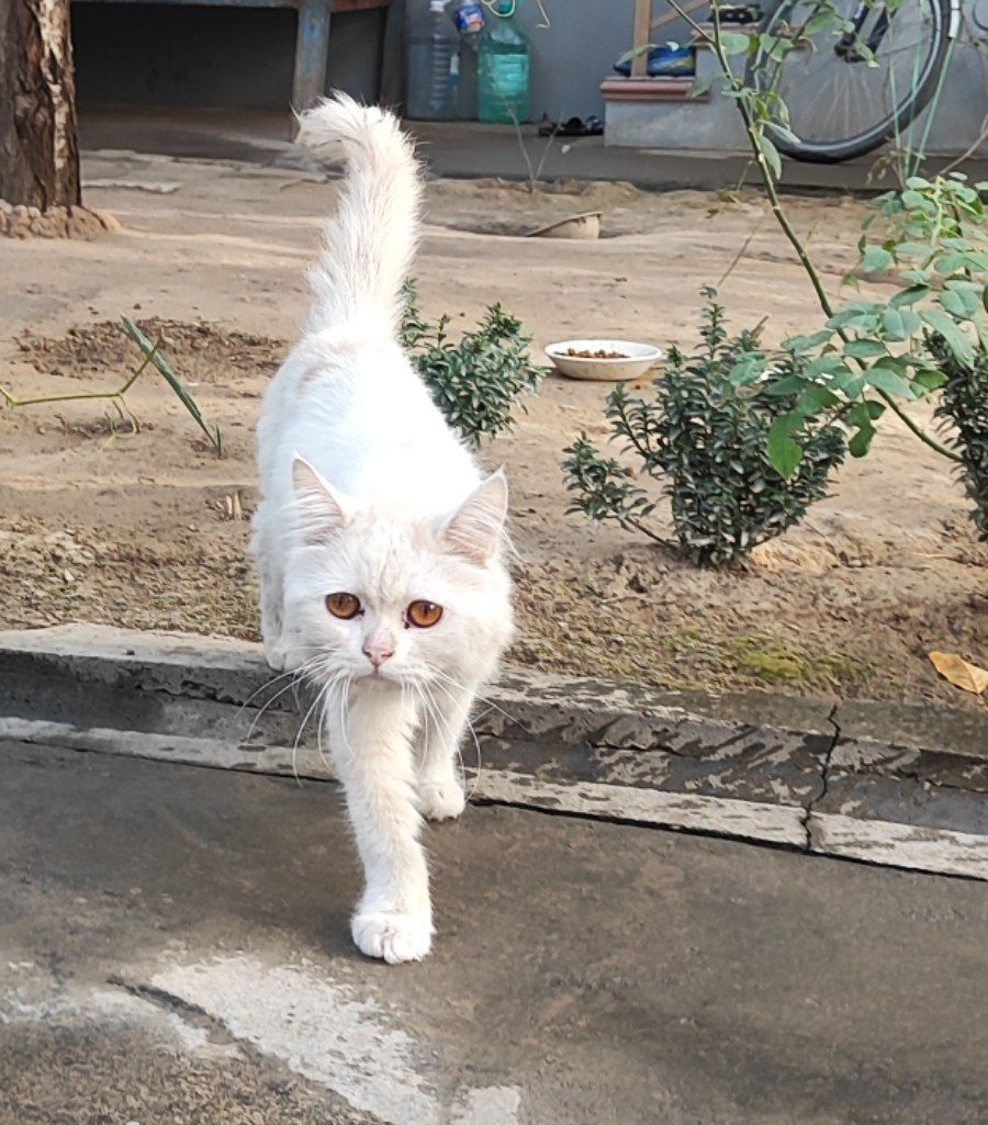 Кошки (Persian Cat)