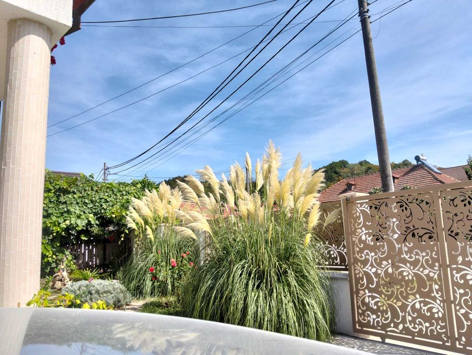 Iarba de pampas pt ornamente