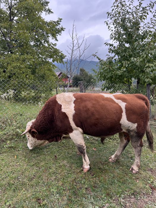 Cauți in taur care să aduca, forță si genetică in gospodaria ta?