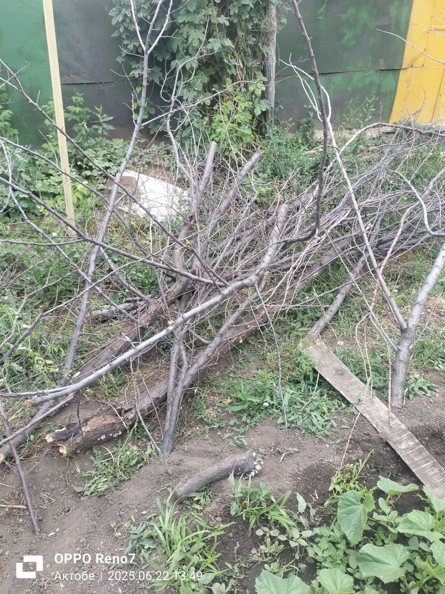 Дерево для шашлыка