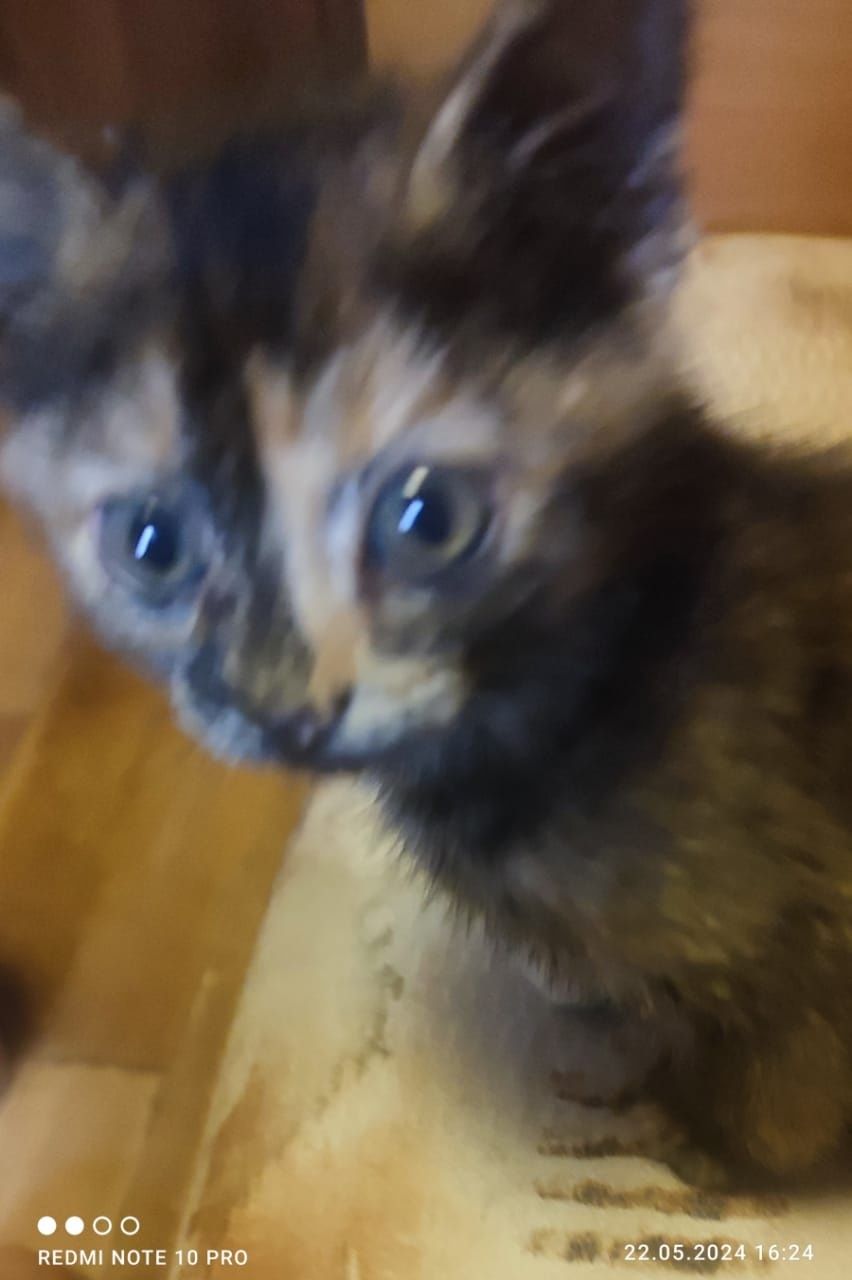 Котята~счастье  в дом