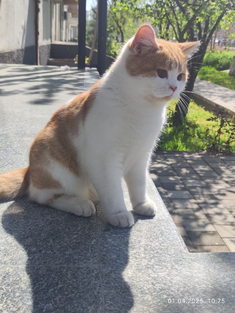Котёнок Скотиш Страйт 7 месяцев