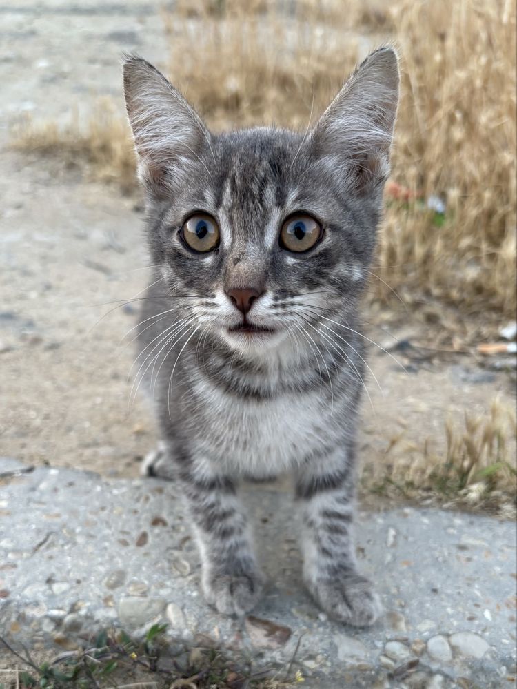 Котенок в добрые руки