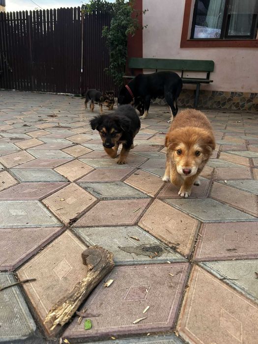 Donez 6 puii de caine