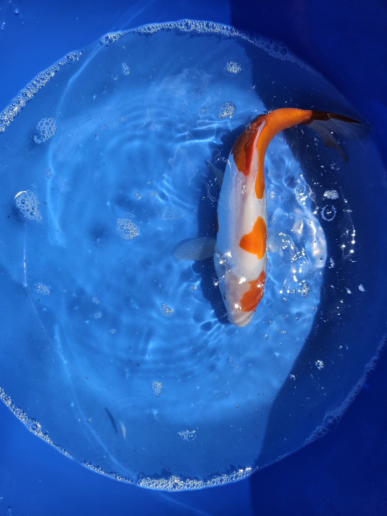Crapii koi standard