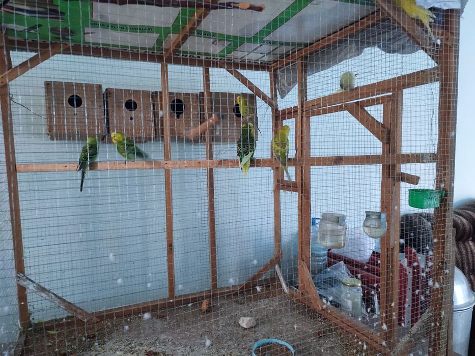 Попугай лап сотилади,ва кафасихам комплект