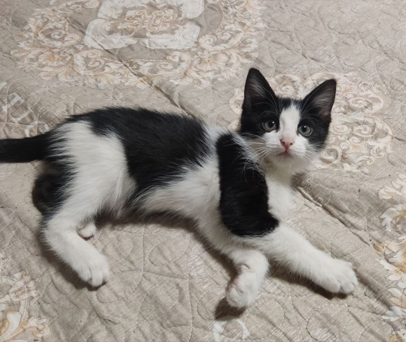 Отдам котенка ( мальчик)