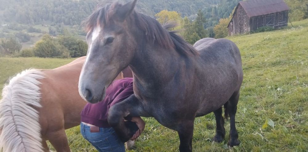 Mânz de 1 an de vanzare