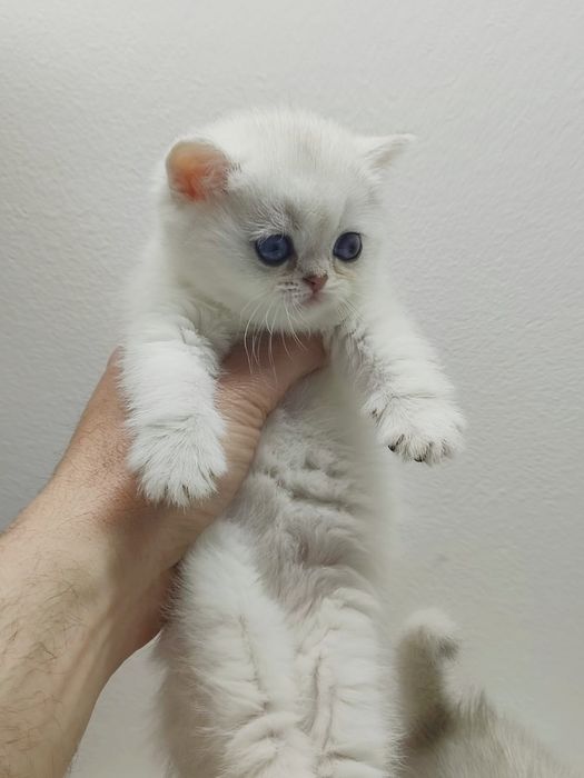 Котики и кошечки британские шиншиллы