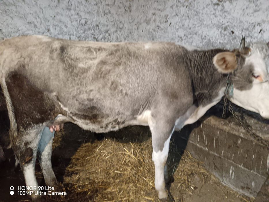 Vând  jurincă cu  vitel