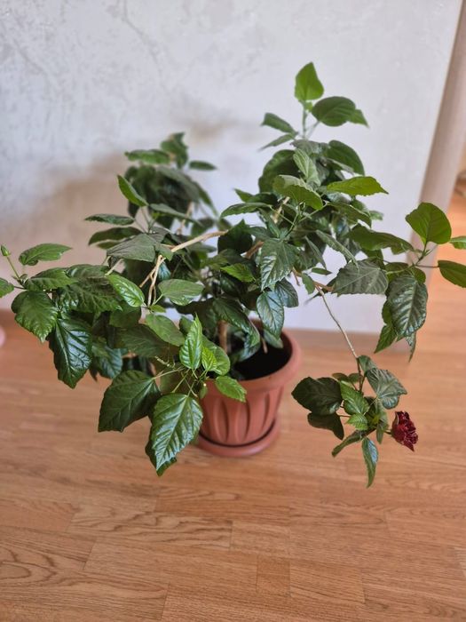 Китайская роза Китайская роза