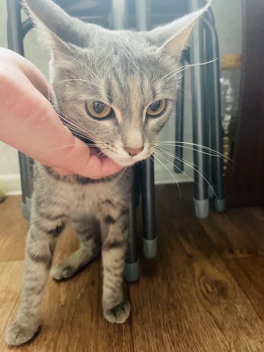 Потерялась кошка