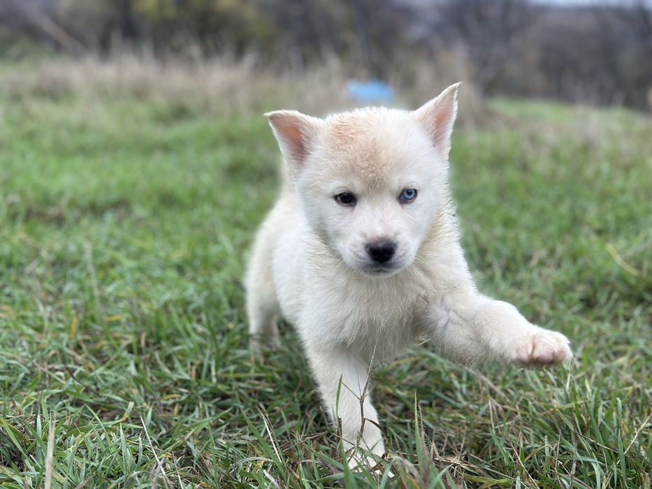 Mascul husky siberian!