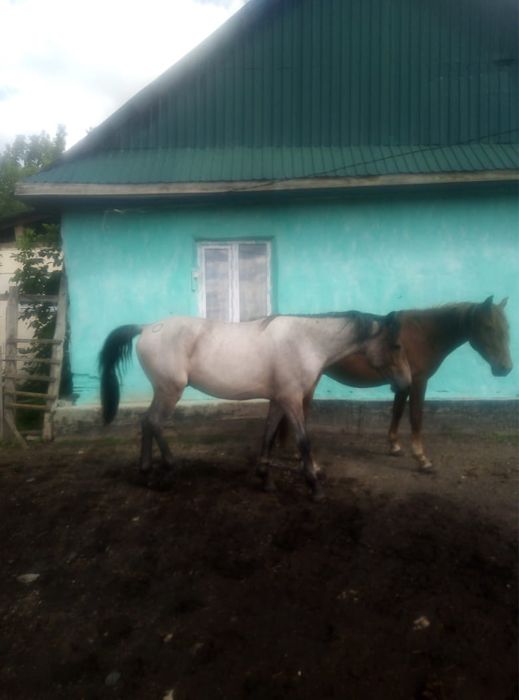 Құнан сатылады 3 жасар