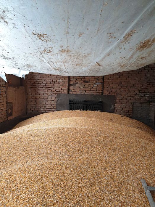 Vând porumb boabe  , 2025