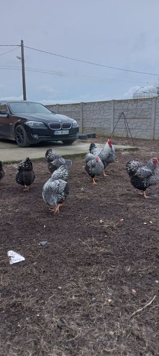 Vind gaini de rasă Wiandotte argintiu 150 bucata