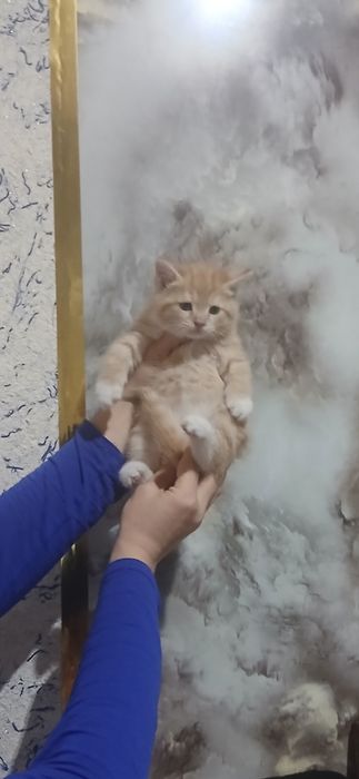 Продаётся котята