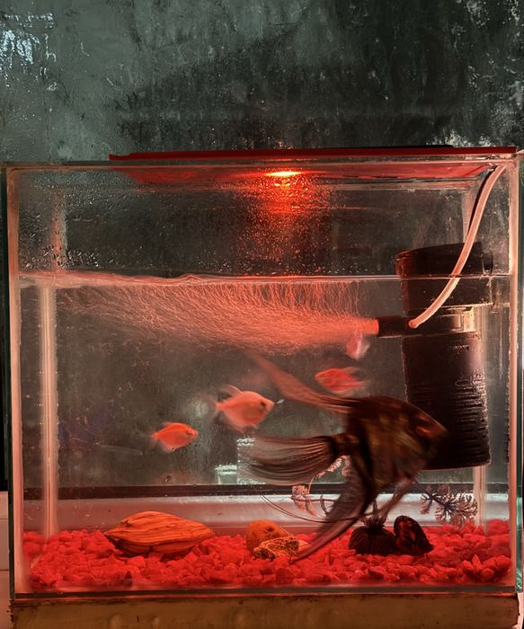 Аквариум с рыбками и корм для рыб