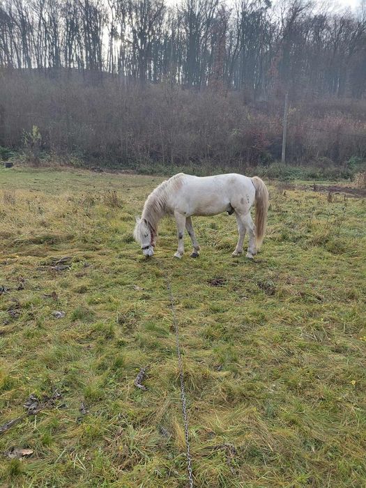 De vânzare armăsar!!