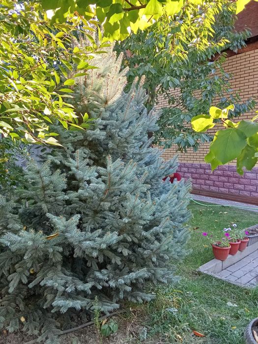 Голубая ель для сада