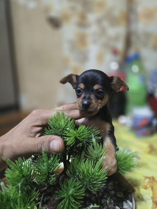 **Мини чихуахуа***