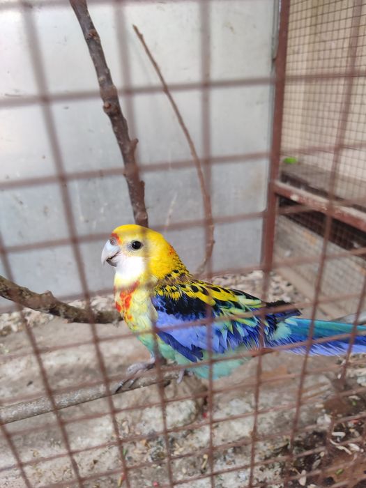 Попугай  РОЗЕЛЛА