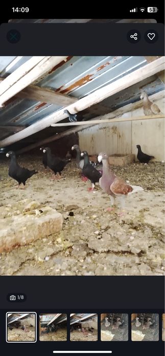 Vand porumbei germani