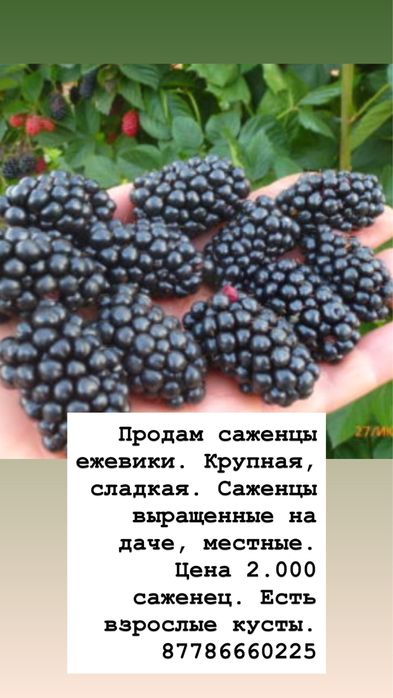 Продам саженцы ежевики