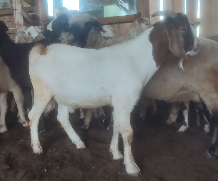 Țap Boer de 8 luni