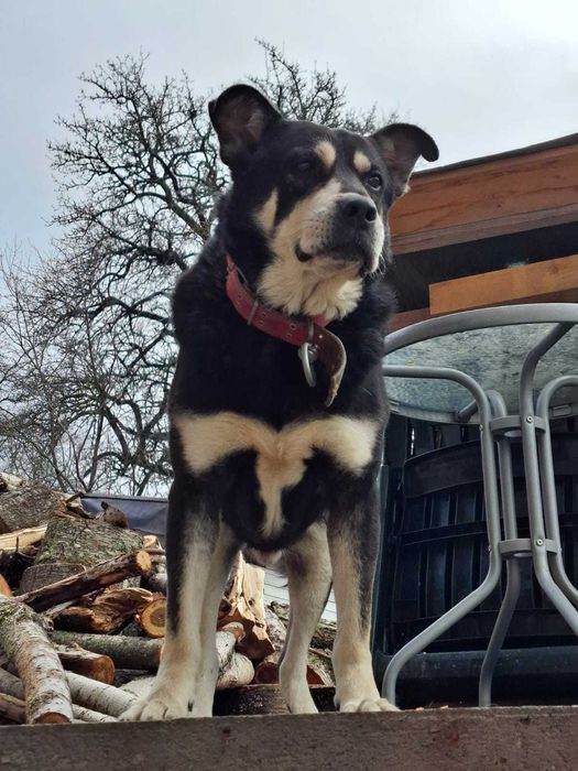 Pui caine metis, Amstaff cu ciobanesc