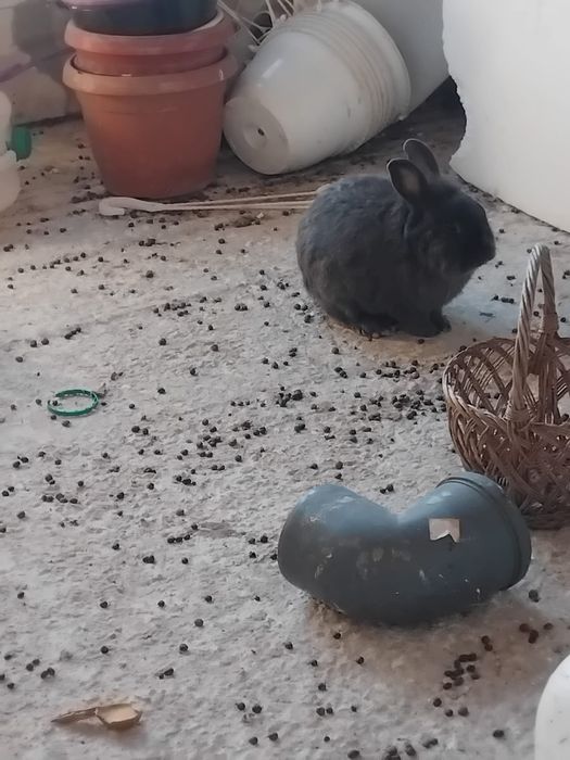 De vânzare iepuri cap de leu