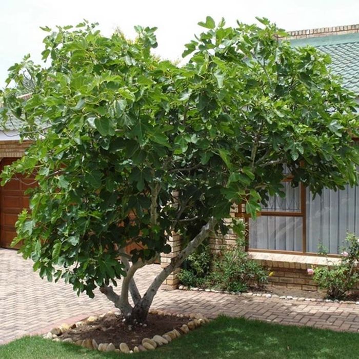 Pui puiet pom smochin roditor aclimatizat