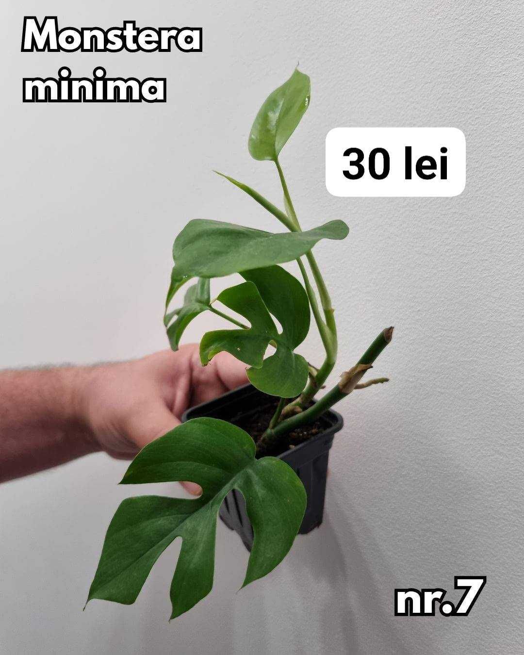 Plante interior, inradacinate Monstera, Pilea, Philodendron & altele