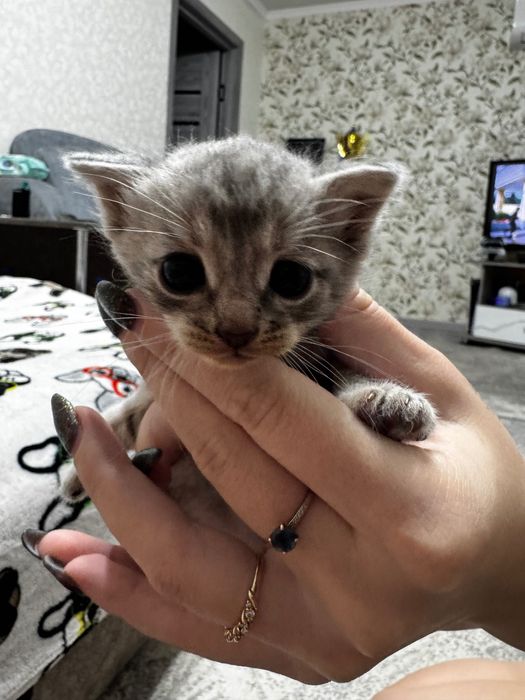 Отдадим в хорошие руки котят и кошек