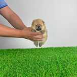 Pui Pomeranian miniature spitz cu pedigree caută familie iubitoare