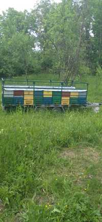 Familii de albine inclusiv cutia 200 lei.