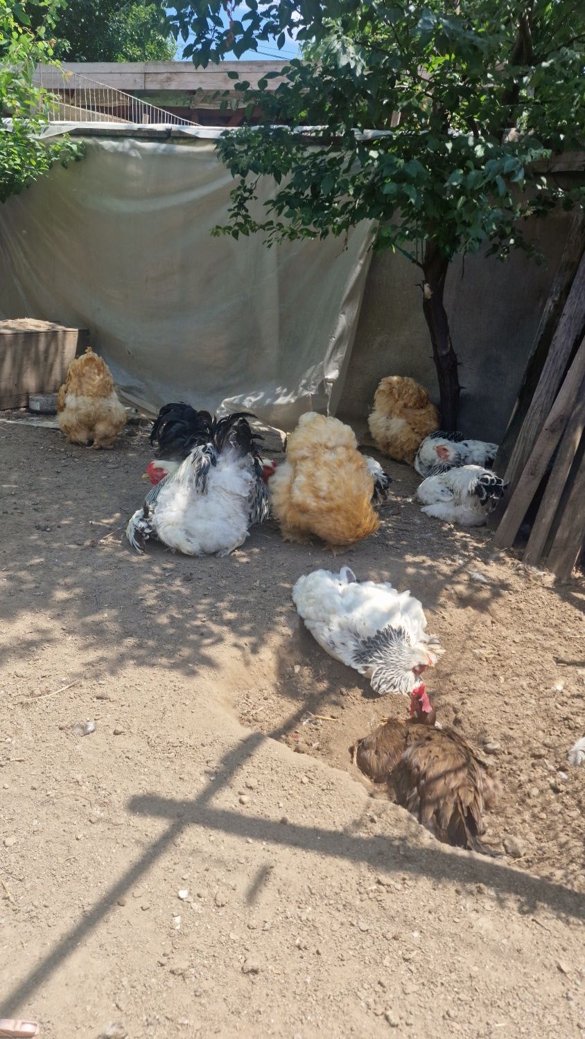 Vând găini rasa Brahma Herminat Deschis si găini Cochinchina Galben