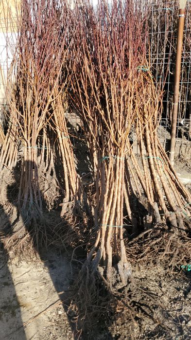 Pomi fructiferi ambalati sau rădăcina libera