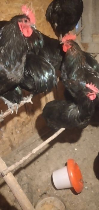 Vînd cocoși Australop