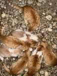 Pisici pentru adoptie