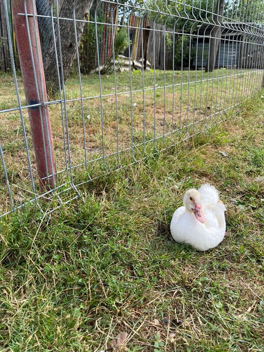 Vindem Rațe și Gâște