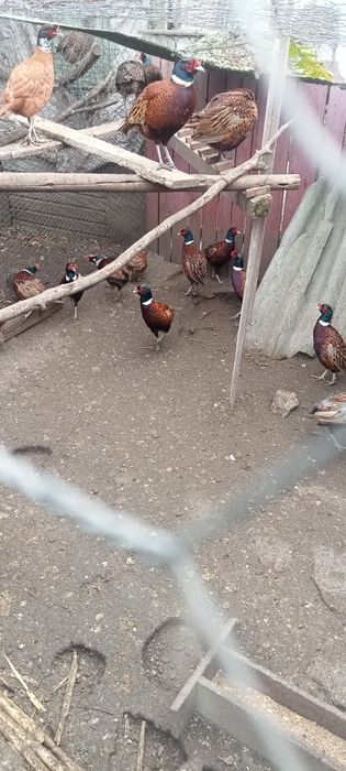 Fazani și fazanite de vânzare