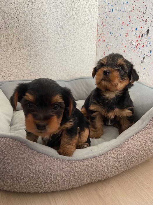 Чистокръвни йоркширски териери – мъжки