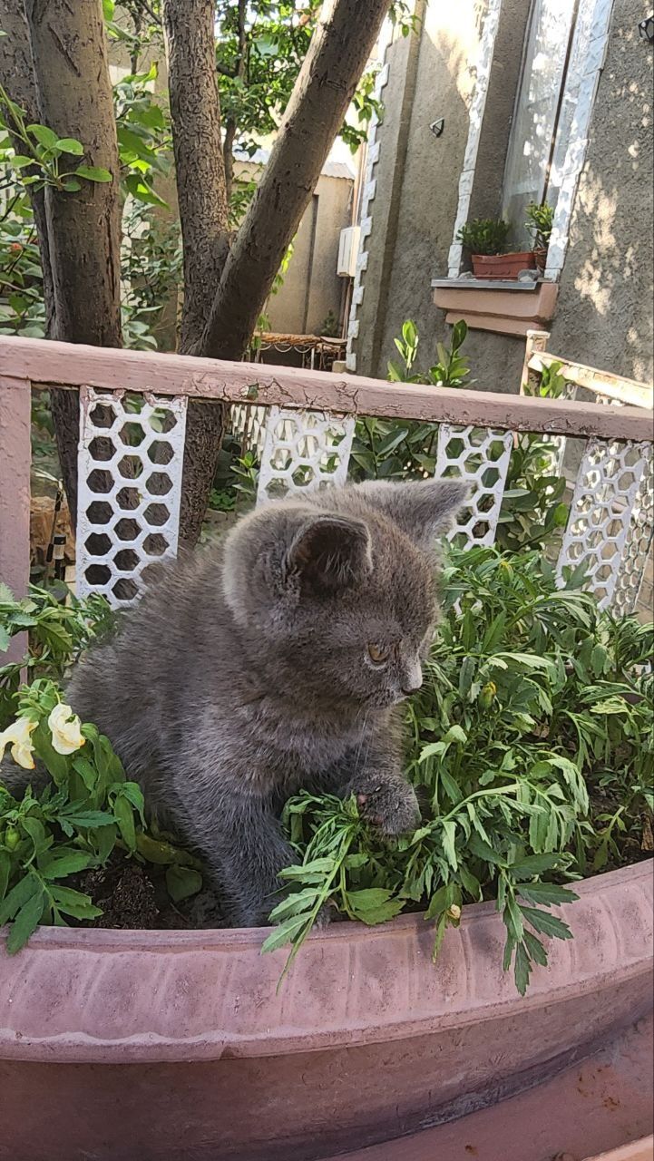 Котята скотиш страйт