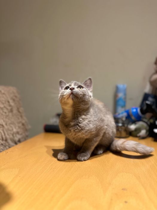 British Blue Point Британски