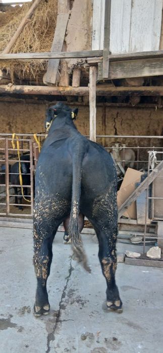 Ангус букалар сотилади 2та соглом, буйи 140см дан каммас. Иккаласига 8