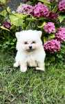 Pomeranian mascul, alb