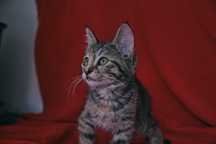 Котенок девочка 2,5 месяца