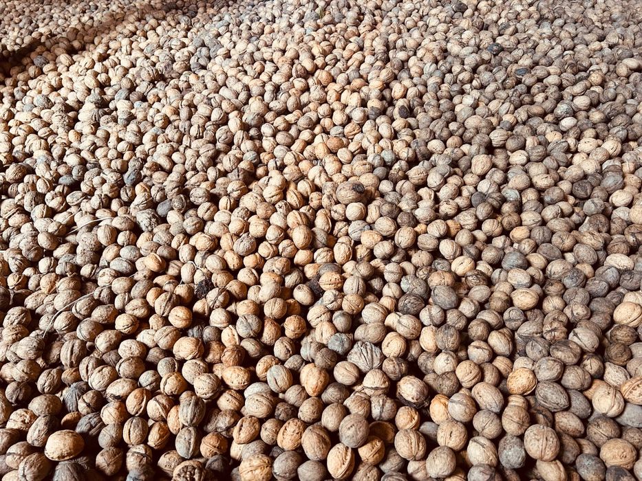 Nuci în coajă 2025.